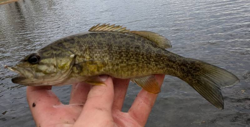 Smallmouth bass in Grand Blanc