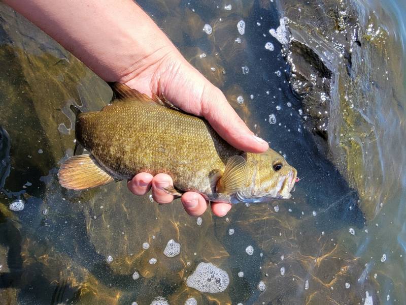 Smallmouth bass in Talent