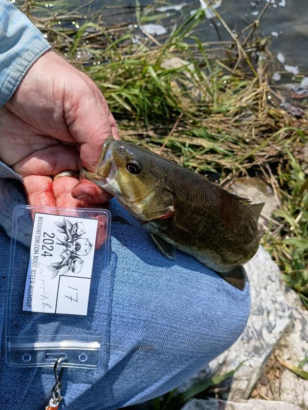 Smallmouth bass in Minnesota