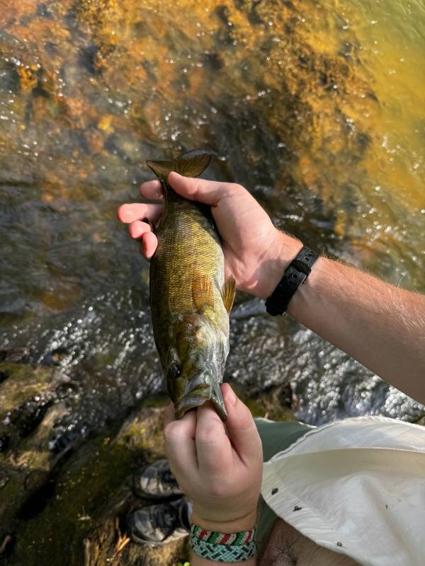 Smallmouth bass in Georgia