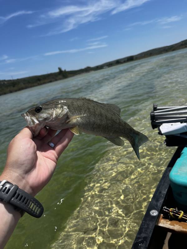 Smallmouth bass in Amistad Reservoir