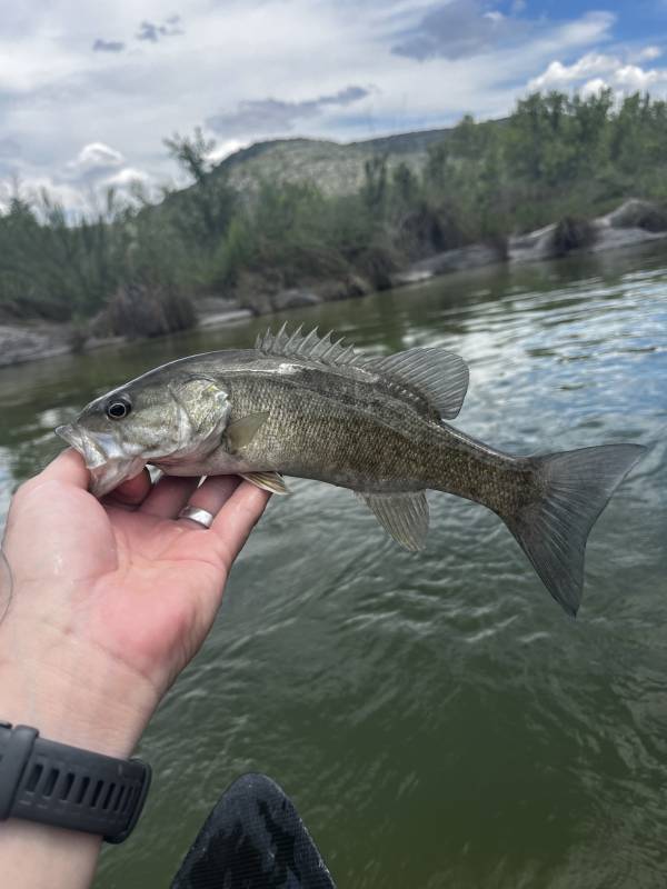 Smallmouth bass in Val Verde County