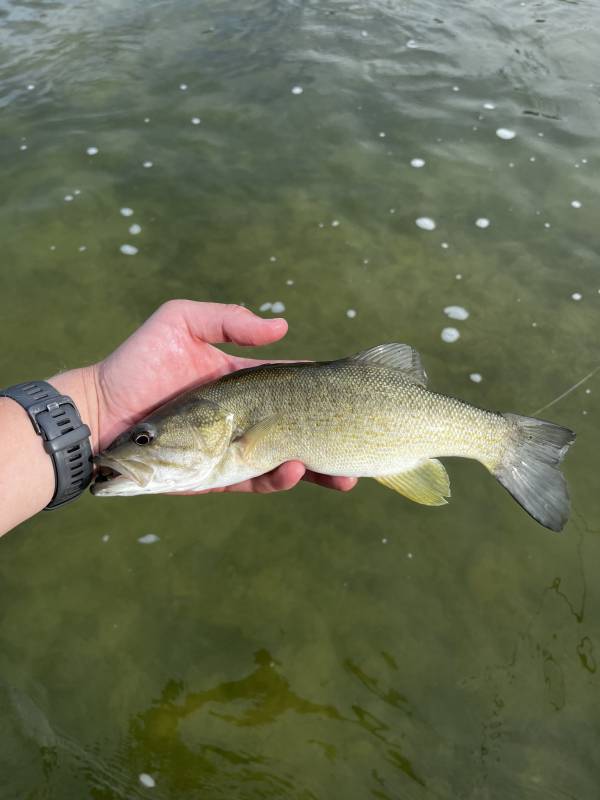 Smallmouth bass in Texas