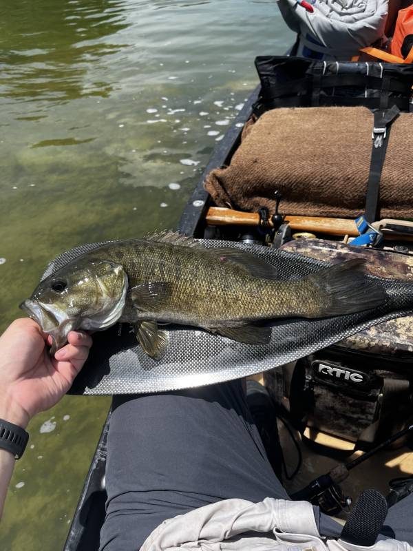 Smallmouth bass in Texas