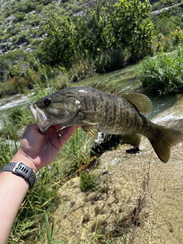 Smallmouth bass in Texas