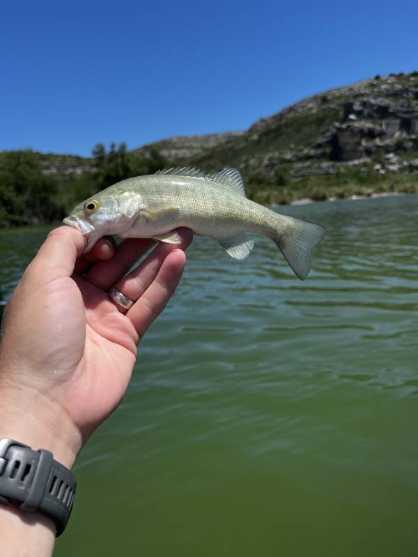 Smallmouth bass in Texas