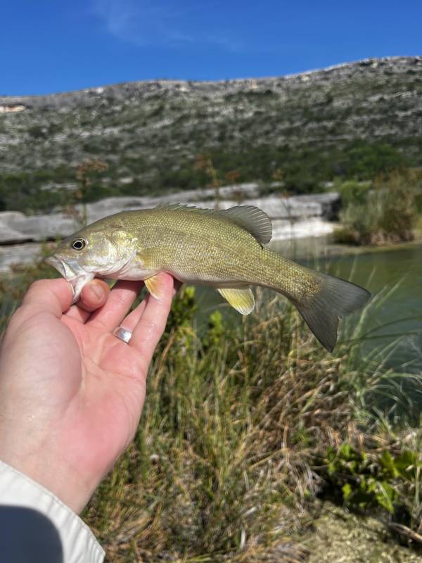 Smallmouth bass in Del Rio