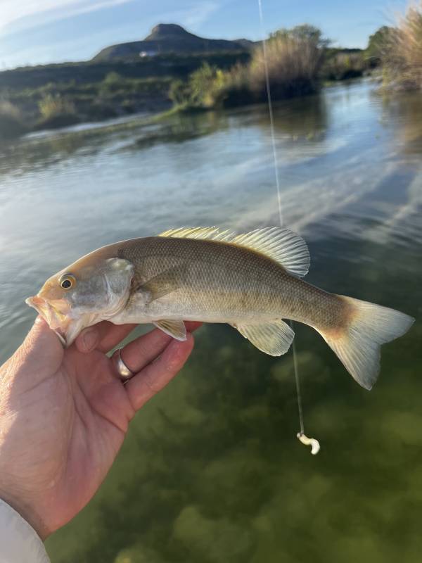 Smallmouth bass in Del Rio