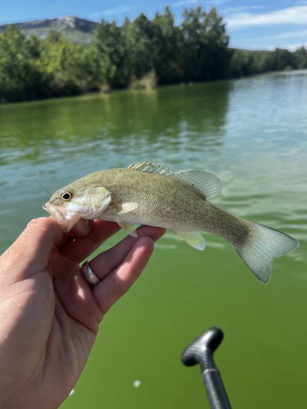 Smallmouth bass in Del Rio