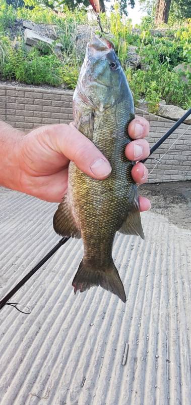 Smallmouth bass in Des Moines River