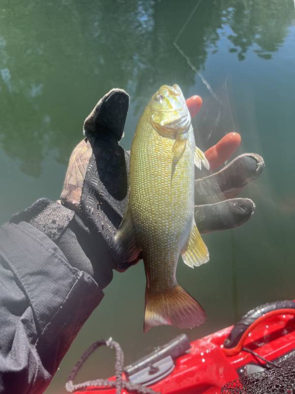 Smallmouth bass in Sparks