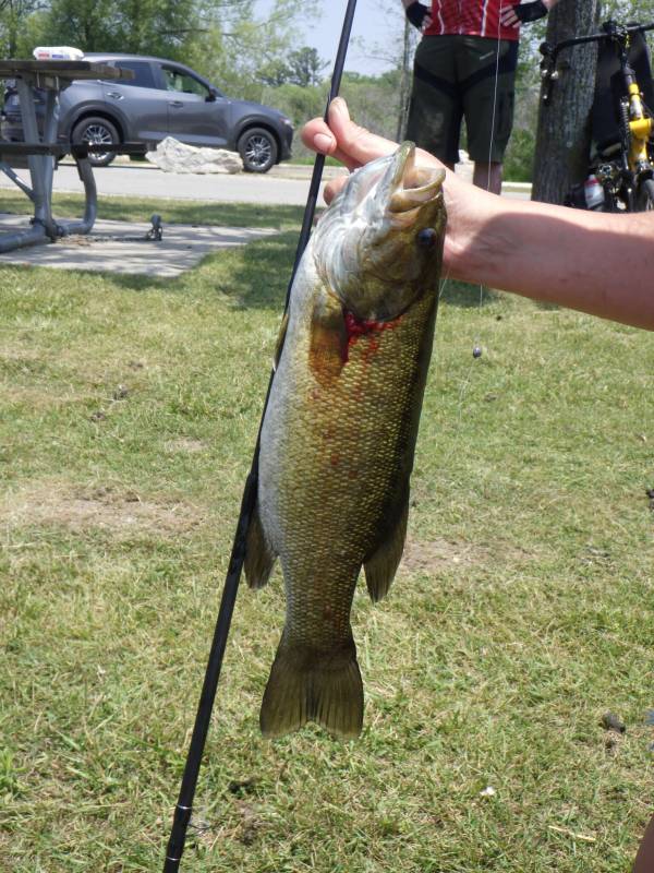 Smallmouth bass in Delta County