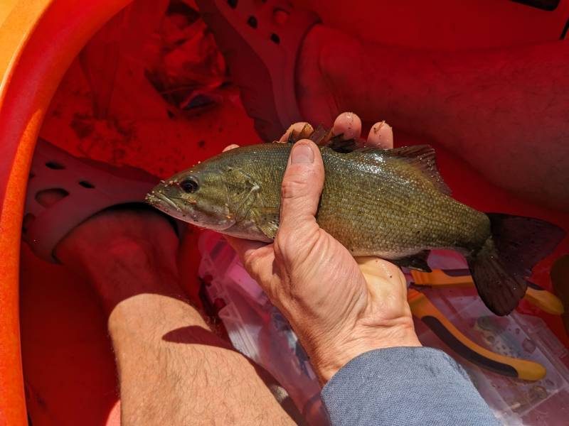 Smallmouth bass in Fairlee
