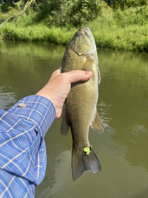 Smallmouth bass in Grove City