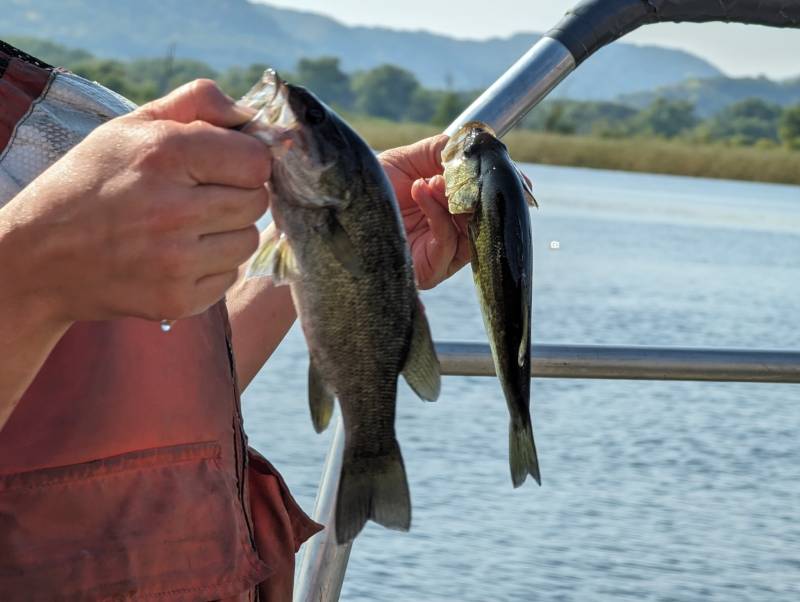 Largemouth bass, Smallmouth bass in La Crosse County