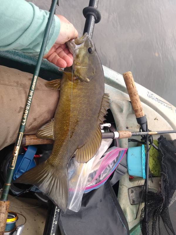 Smallmouth bass in Lombard
