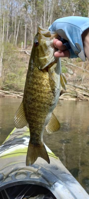 Smallmouth bass in Lenoir