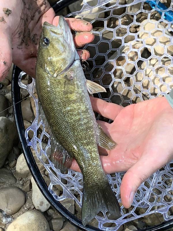 Smallmouth bass in South Charleston