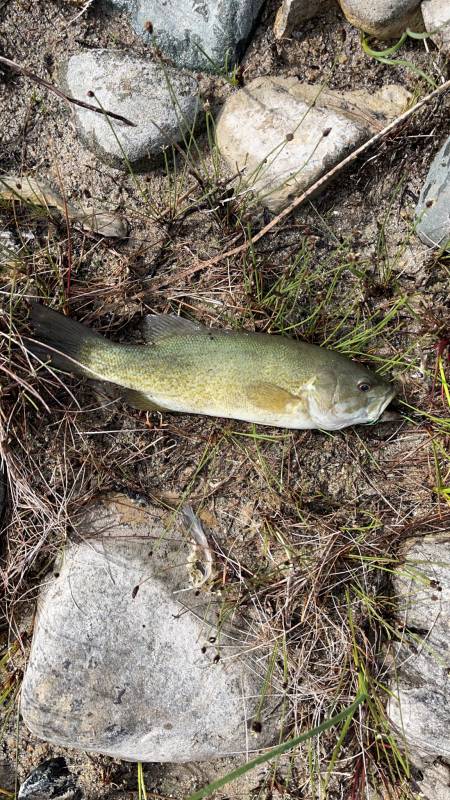 Smallmouth bass in Mackinac Island