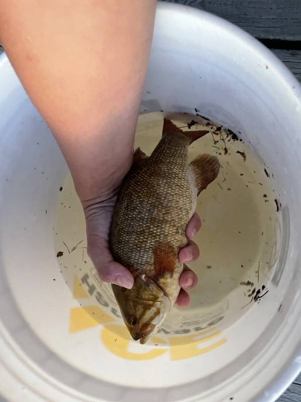Smallmouth bass in Sawyer County