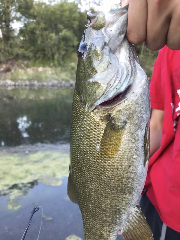 Smallmouth bass in Kansas