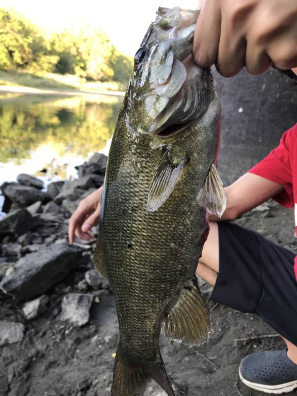 Smallmouth bass in Kansas