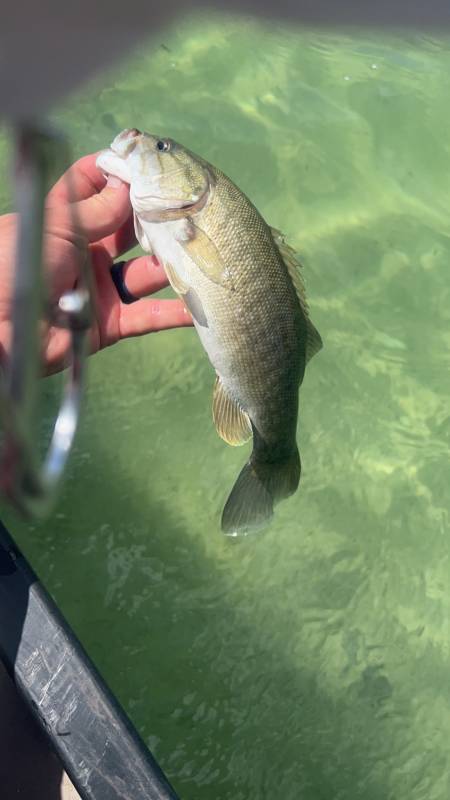 Smallmouth bass in Amistad Reservoir