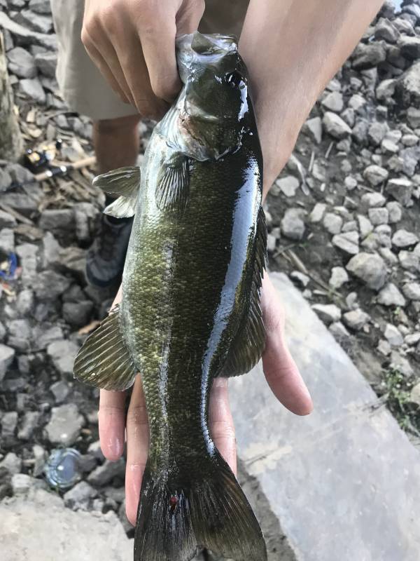 Smallmouth bass in Kansas