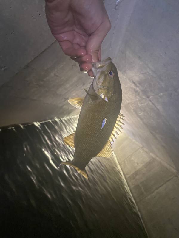Smallmouth bass in Fort Mitchell