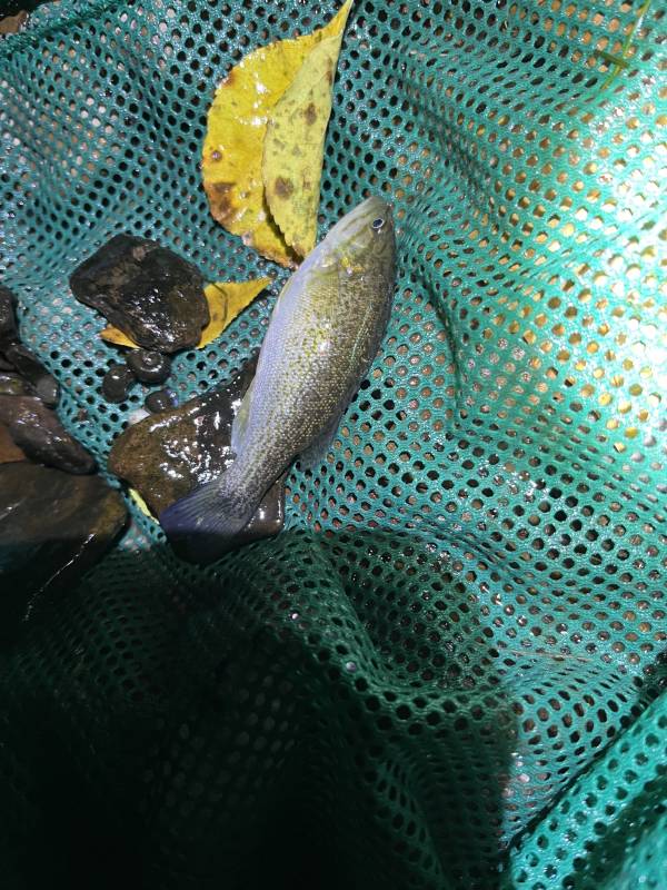 Smallmouth bass in High Bridge