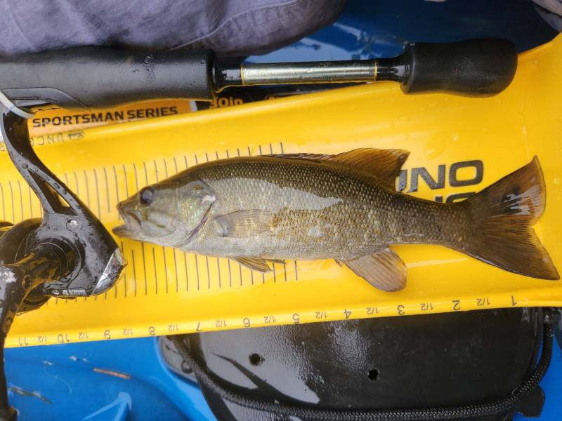 Smallmouth bass in Gallatin