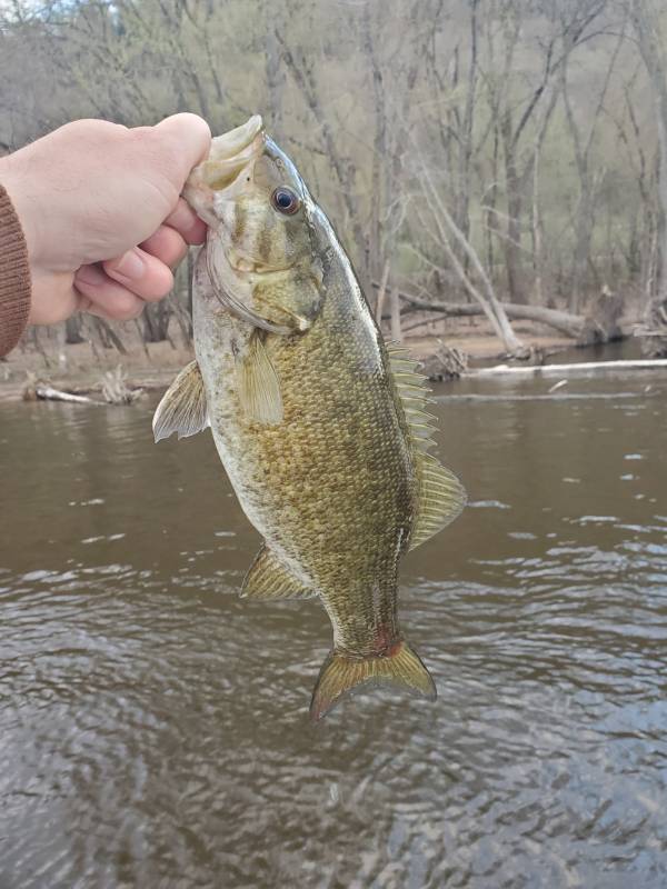 Smallmouth bass in La Crosse