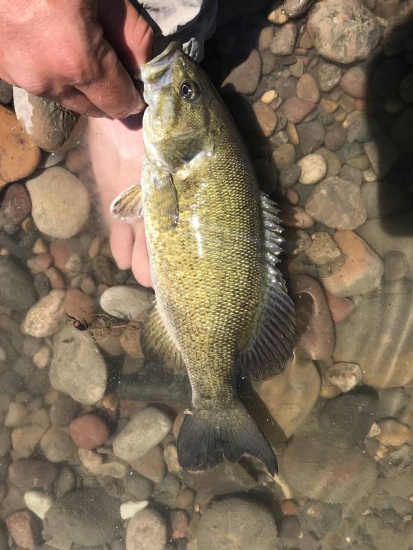 Smallmouth bass in Chouteau County