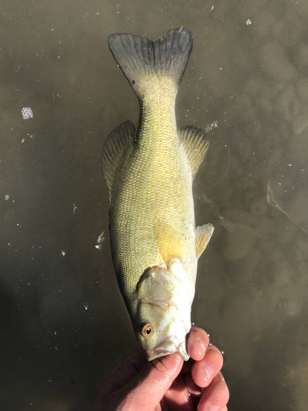 Smallmouth bass in Chouteau County
