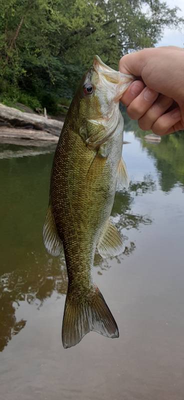 Smallmouth bass in Marion