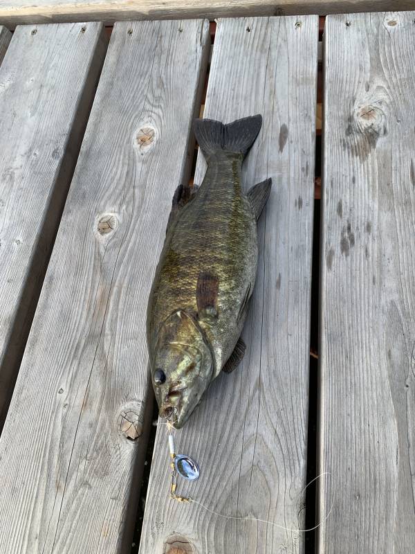 Smallmouth bass in Lake Vermilion