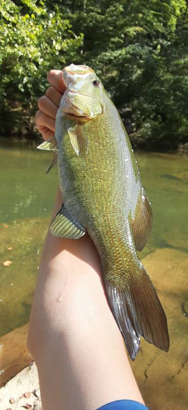 Smallmouth bass in Marion