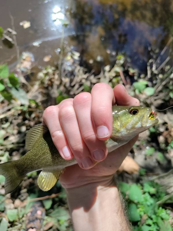 Smallmouth bass in Morton