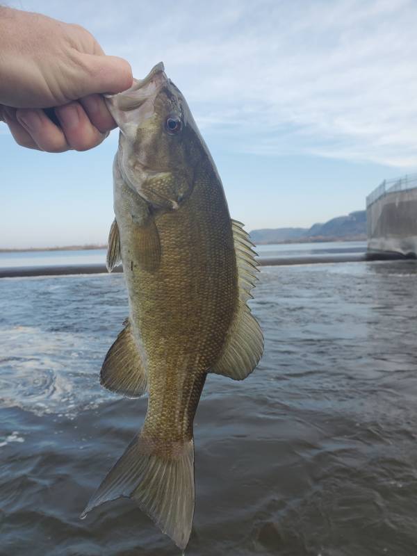 Smallmouth bass in La Crosse
