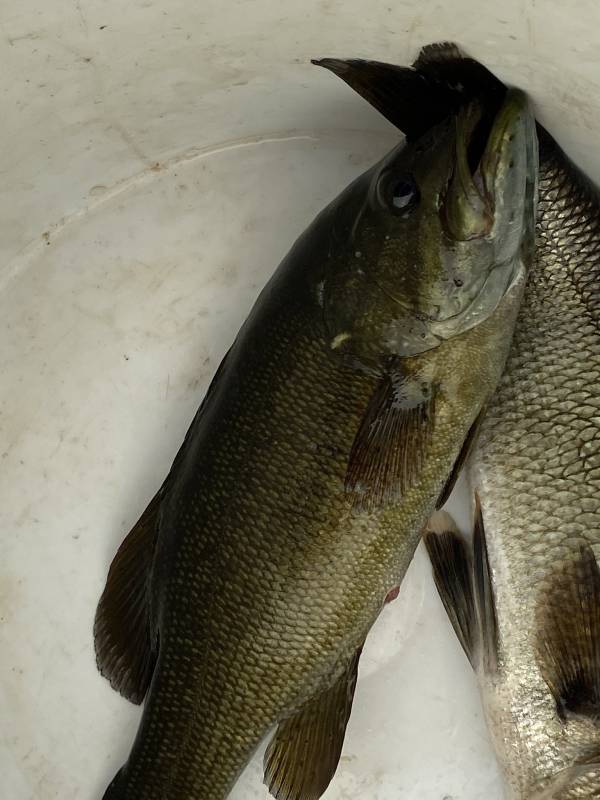 Smallmouth bass in Maine