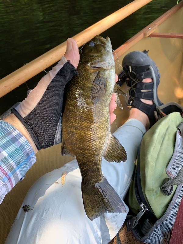 Smallmouth bass in Village of New York Mills