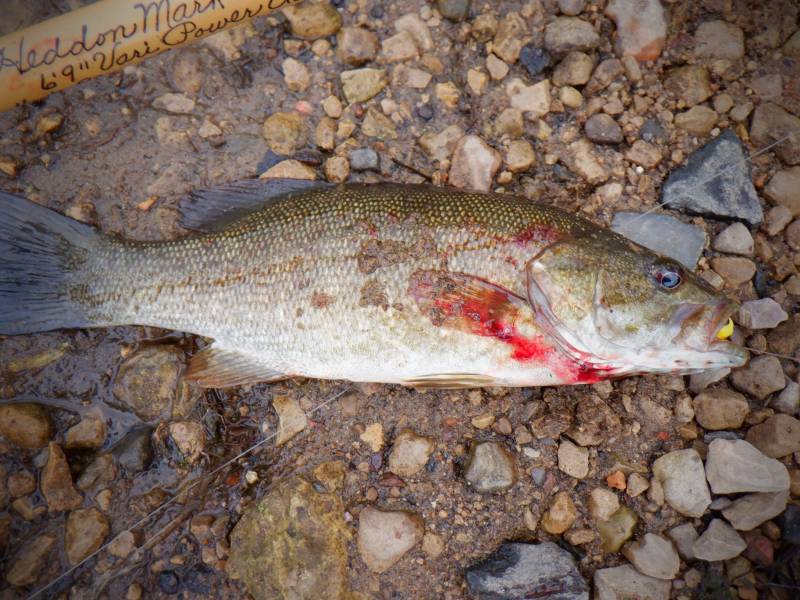 Smallmouth bass in Sun Prairie