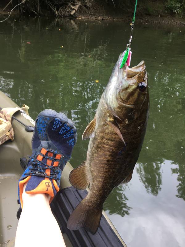 Smallmouth bass in Columbiana