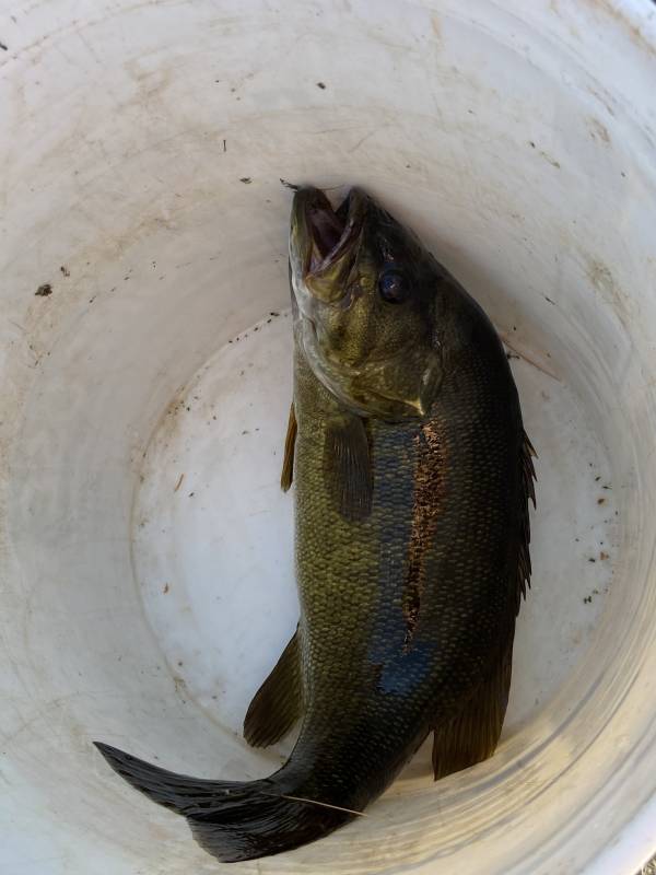 Smallmouth bass in Maine