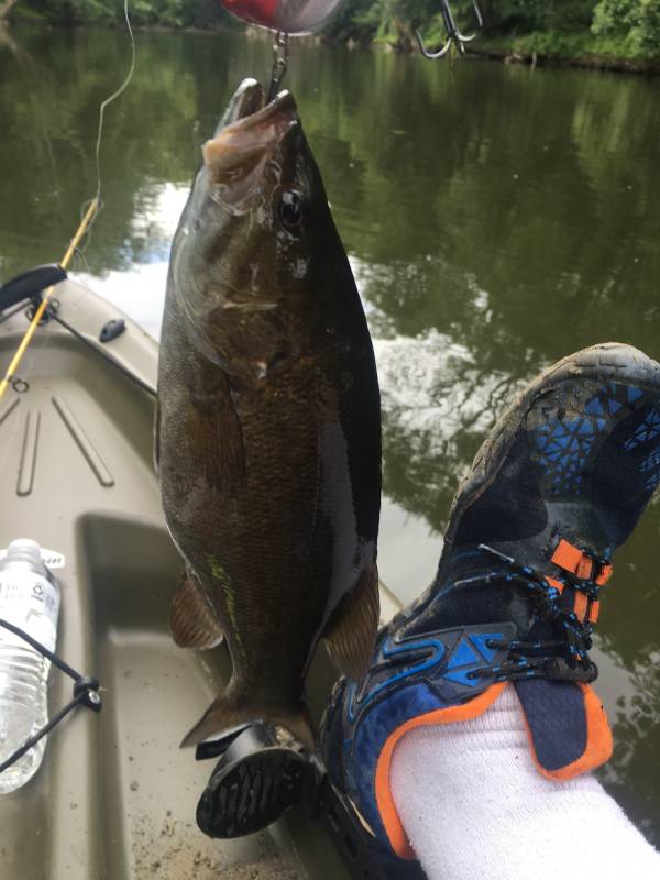 Smallmouth bass in Mercer County