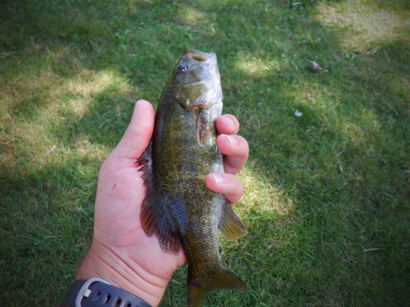 Smallmouth bass in Franklin