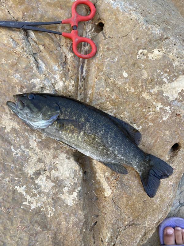 Smallmouth bass in South Dakota
