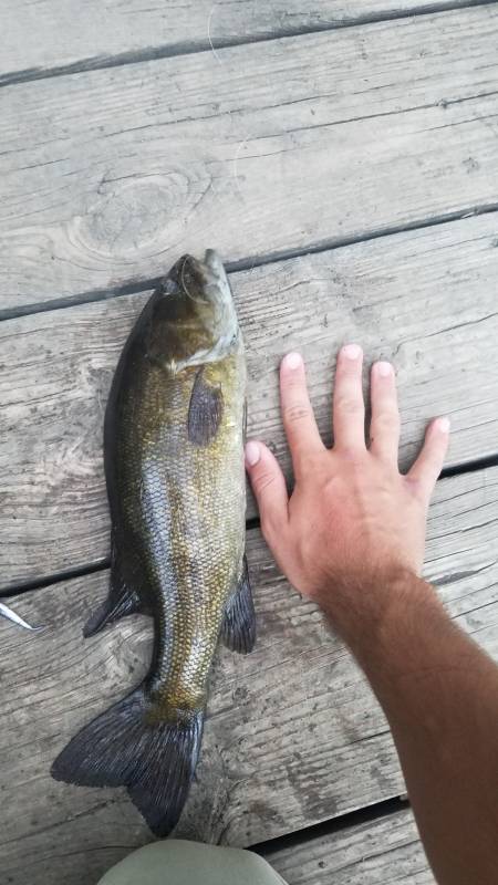 Smallmouth bass in Franklin