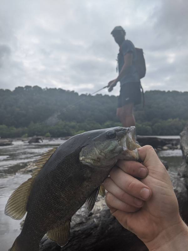 Smallmouth bass in Gaithersburg