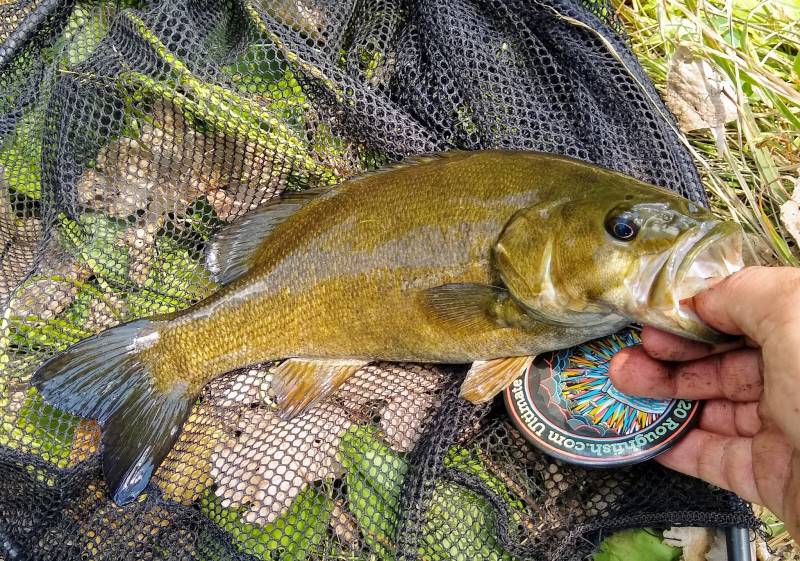 Smallmouth bass in Wheaton
